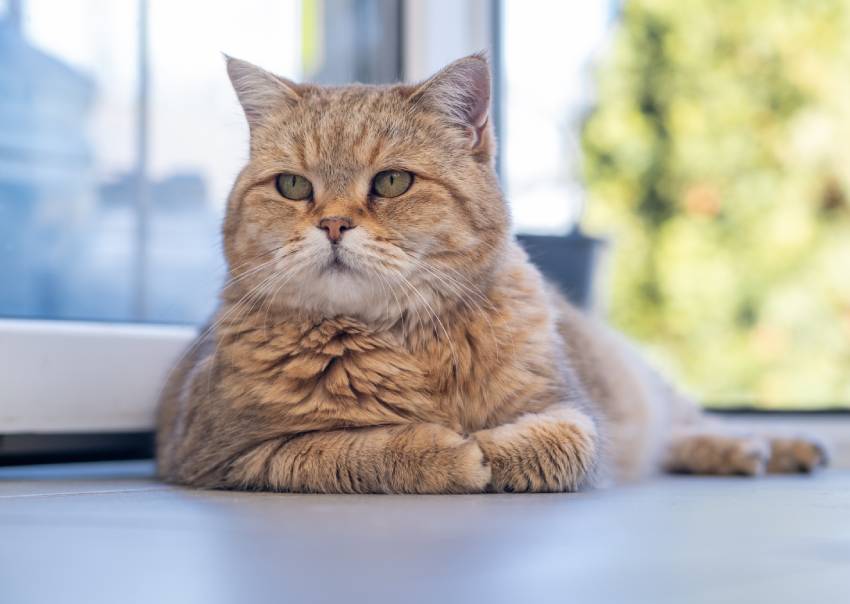 a beautiful domestic striped adult cat