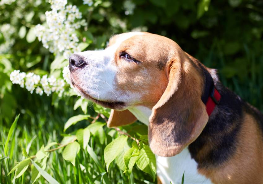 a cute beagle dog is sitting in the green grass