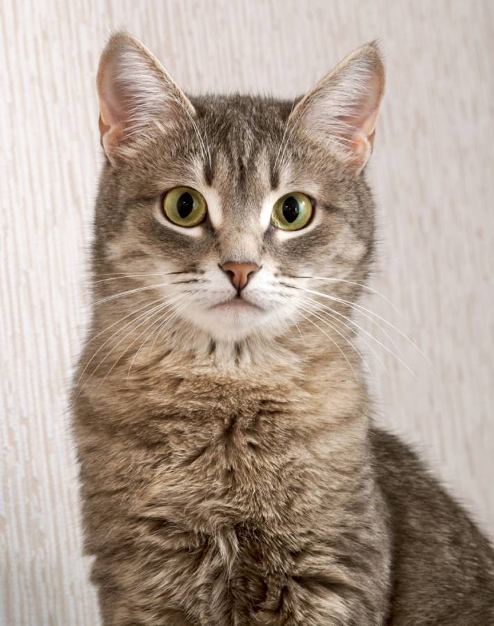 a striped gray cat with yellow eyes