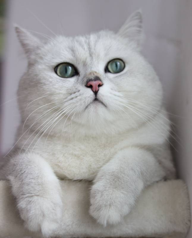 adorable british shorthair cat with vibrant green