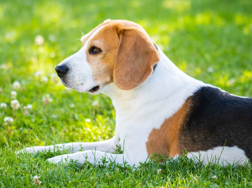 beagle dog fun in garden outdoors lying on grass