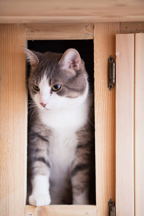 cat in the kitchen