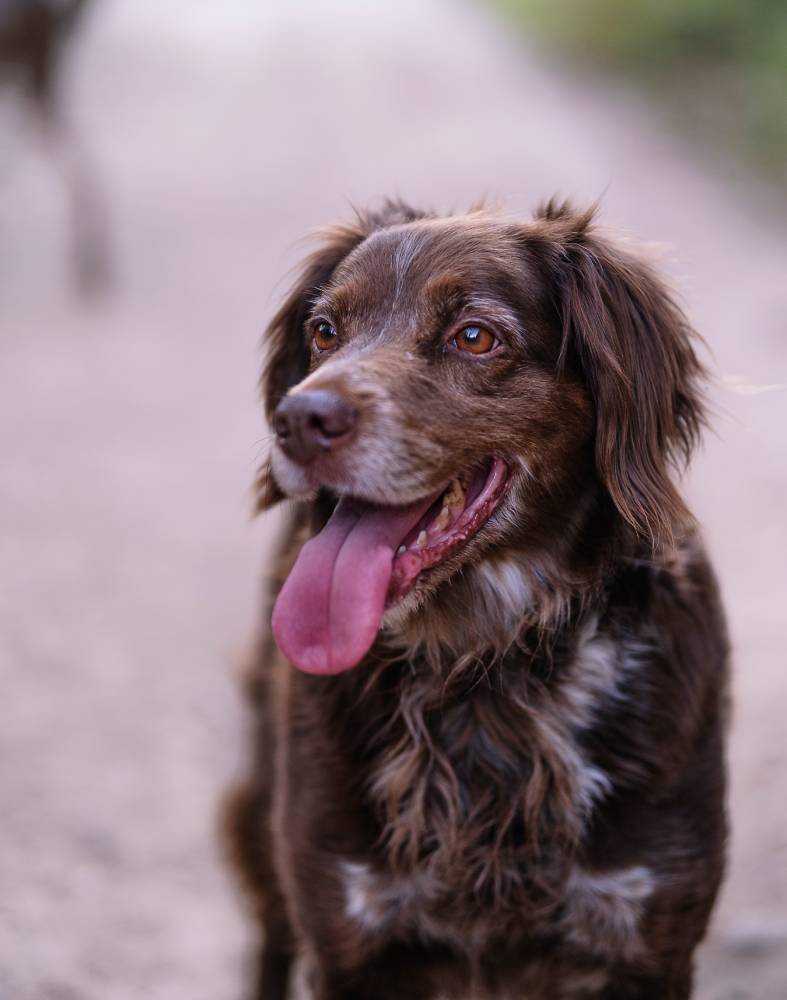 close up of a dog of the munsterlander breed