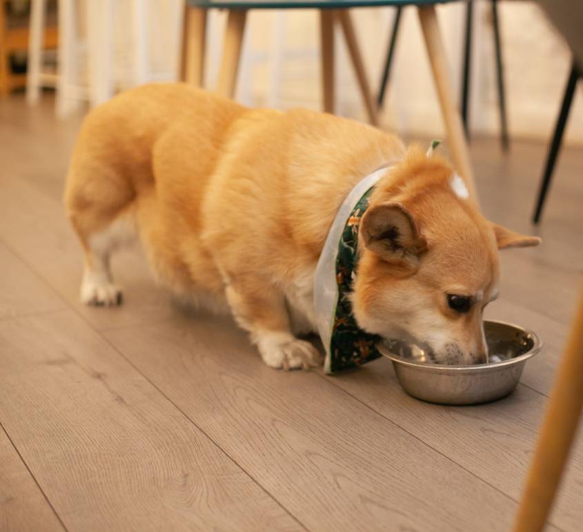 corgi dog eating at dog friendly cafe