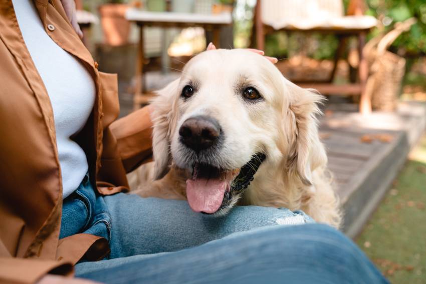 cropped photo of cheerful active fluffy labrador