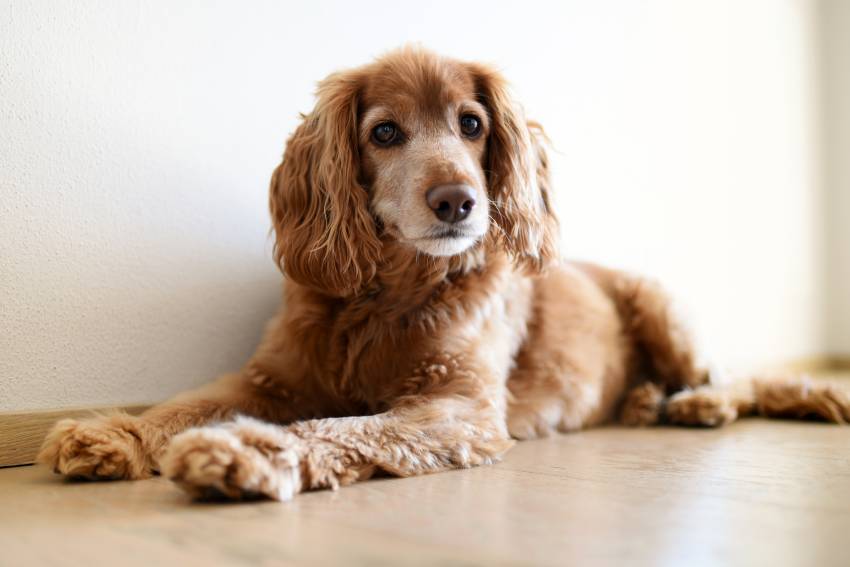 cute blond cocker spaniel resting on the floor