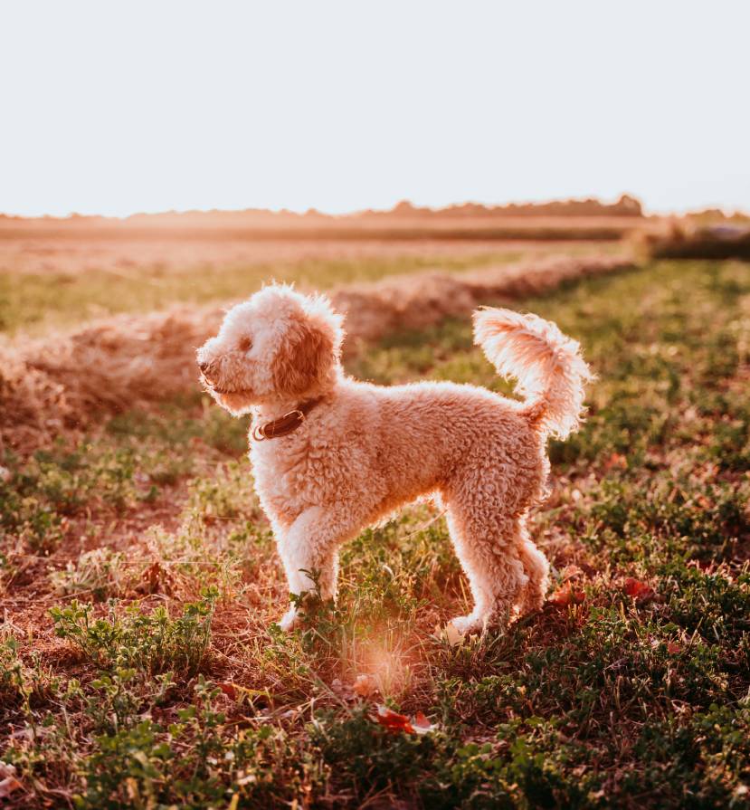 cute brown toy poodle dog running at sunset