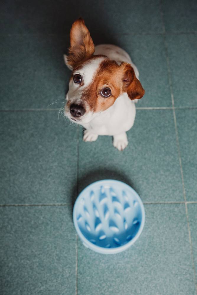 cute dog waiting to eat his bowl of dog food