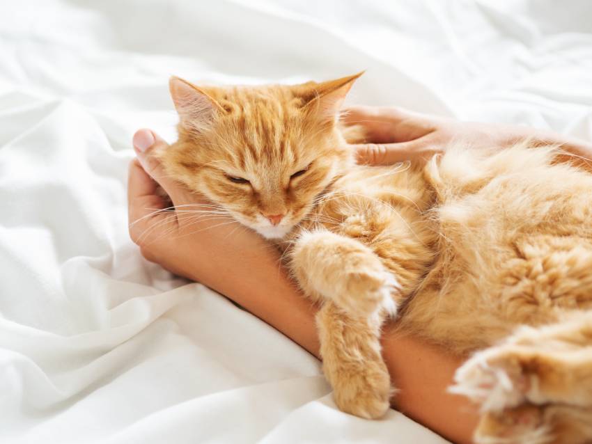 cute ginger car sleeps on woman's hand fluffy pet