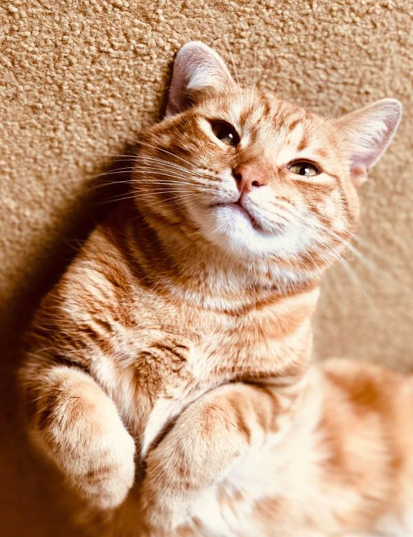 cute ginger tabby cat