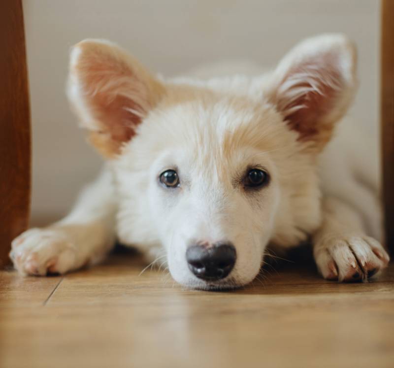 cute puppy lying on wooden floor