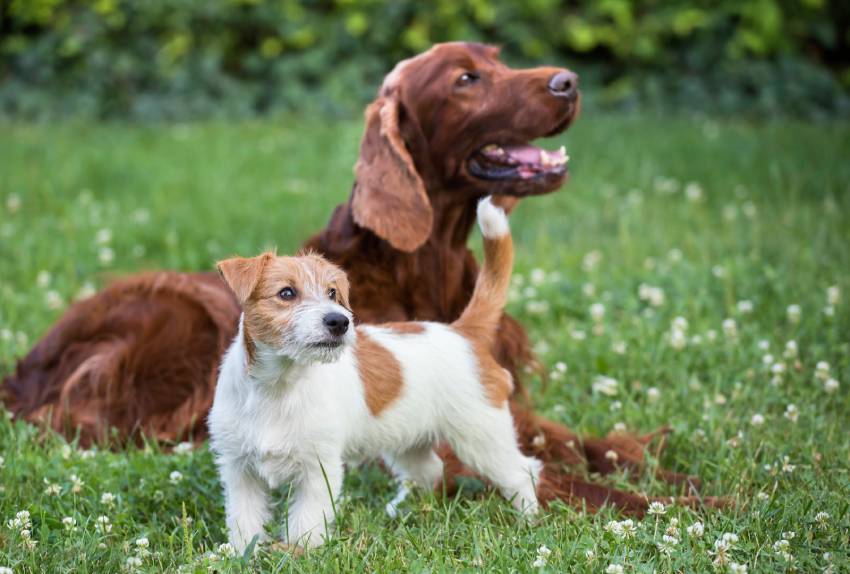 dog friendship happy pet friends