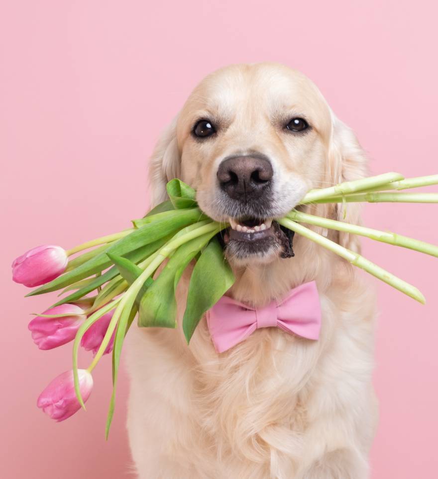 dog holding a bouquet of tulips in his teeth