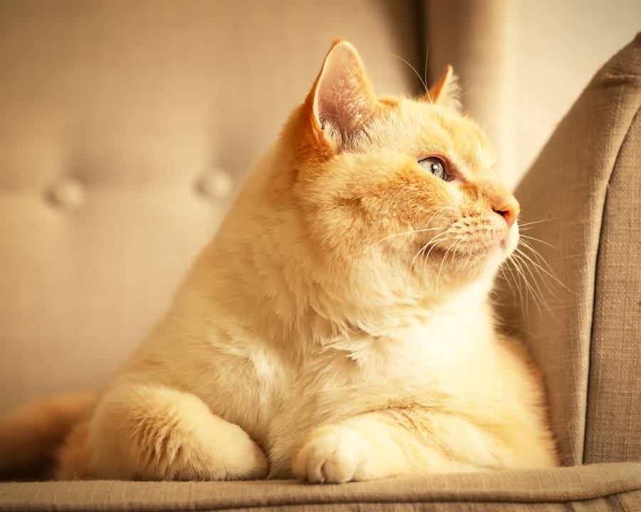 fat beautiful red and white happy cat enjoying