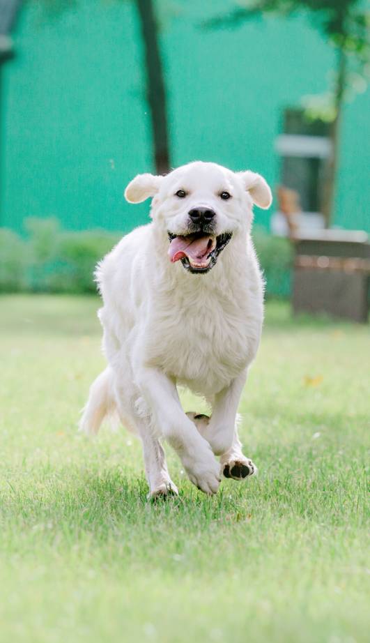 golden retriever dog at the park dog smilimg