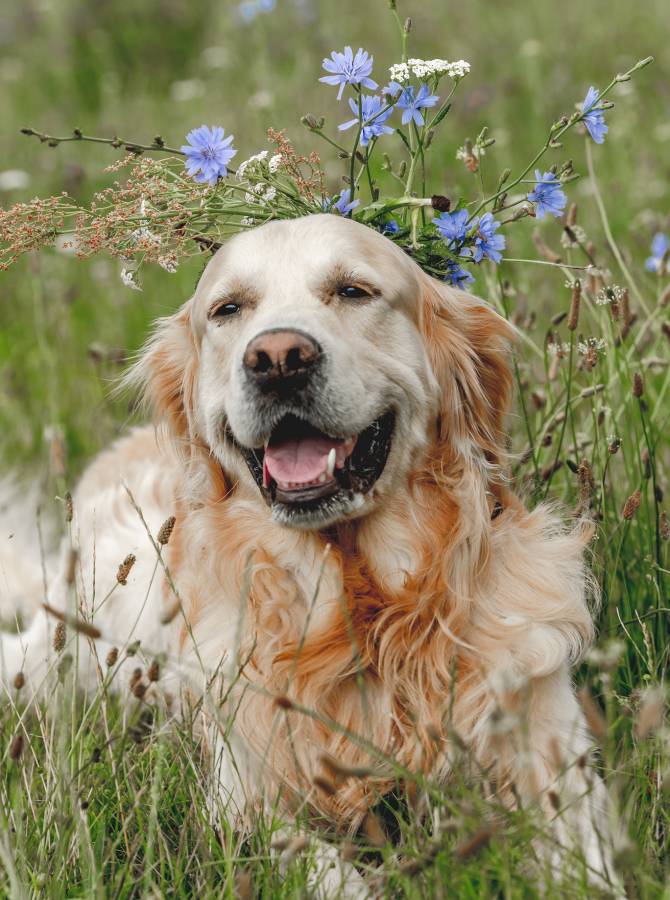 golden retriever dog outdoors