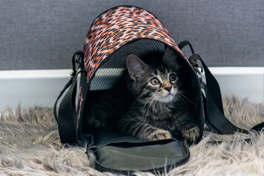 gray cat sits in a carrier and looks maliciously