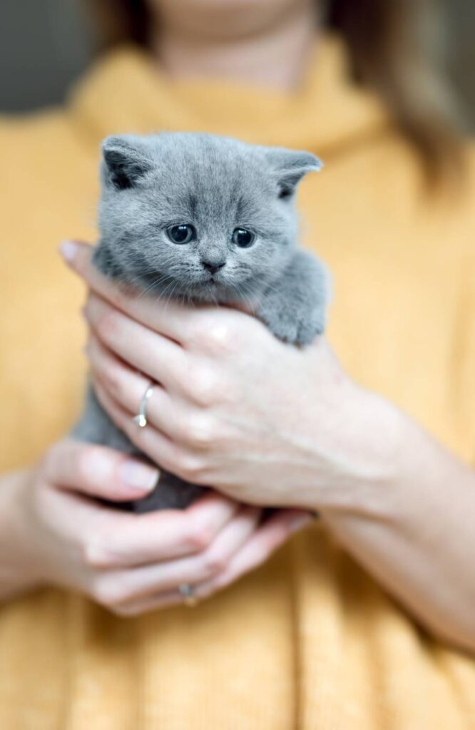 grey adorable kitty held by a woman