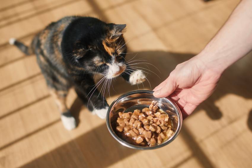 man giving feeding his hungry cat