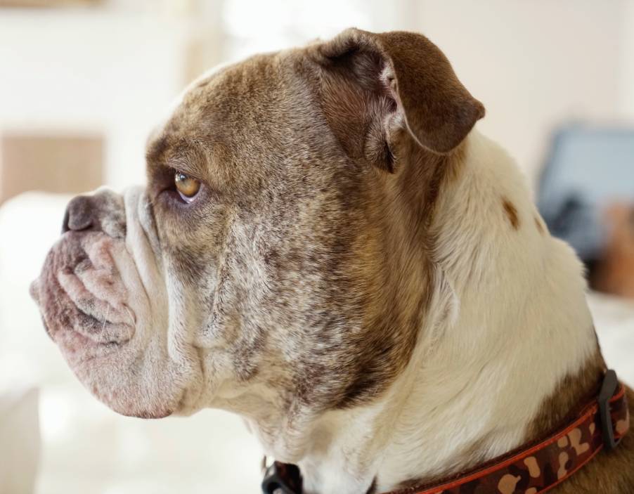 old english bulldog a pedigree dog looking alert