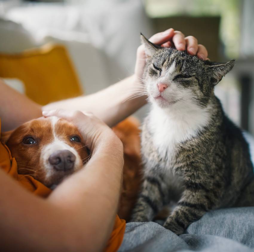 pet owner stroking his old cat and dog together