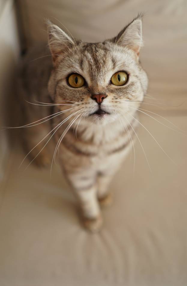 portrait of a beautiful cat