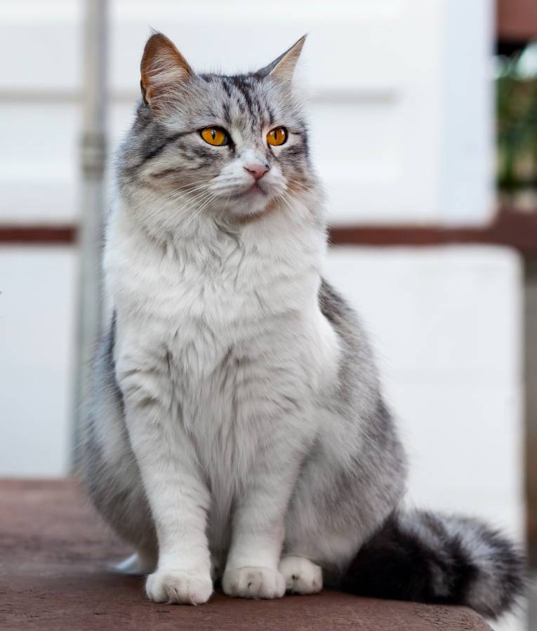 portrait of a beautiful long haired