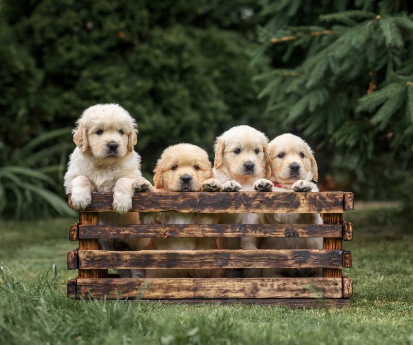 puppy dog golden retriever labrador