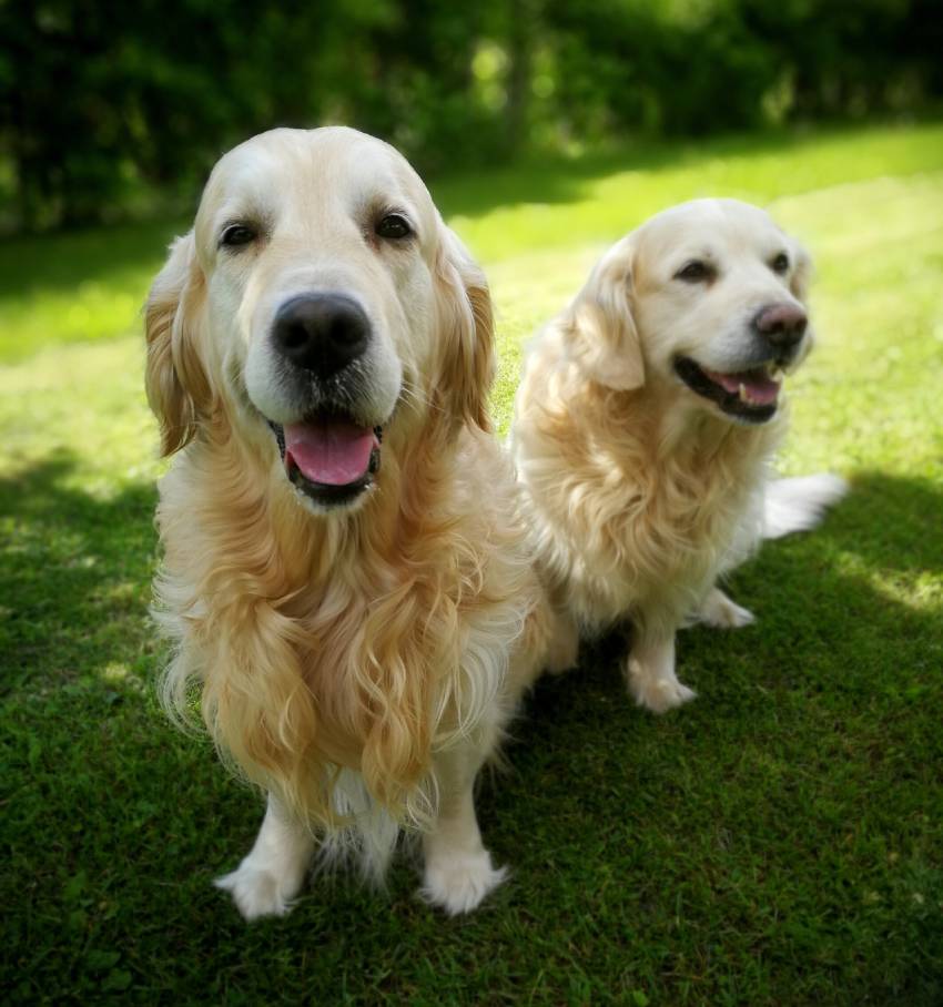 retriever cute dogs on green grass waiting