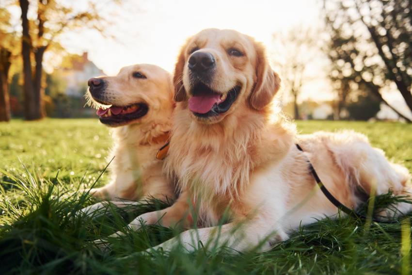 sitting on the grass two beautiful golden retrievers