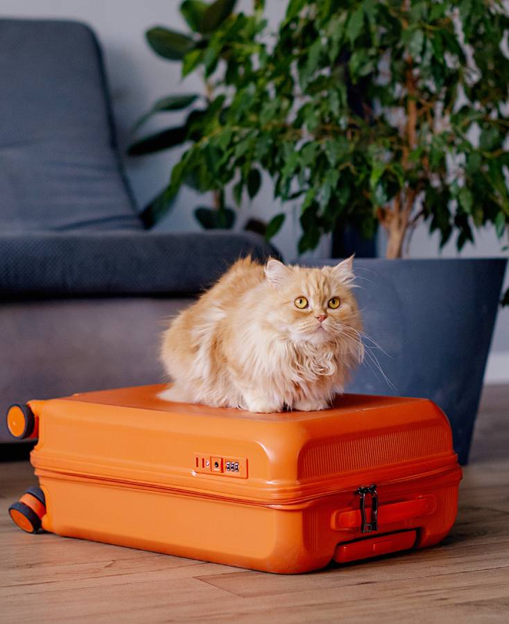 travel concept with funny cat sitting on suitcase