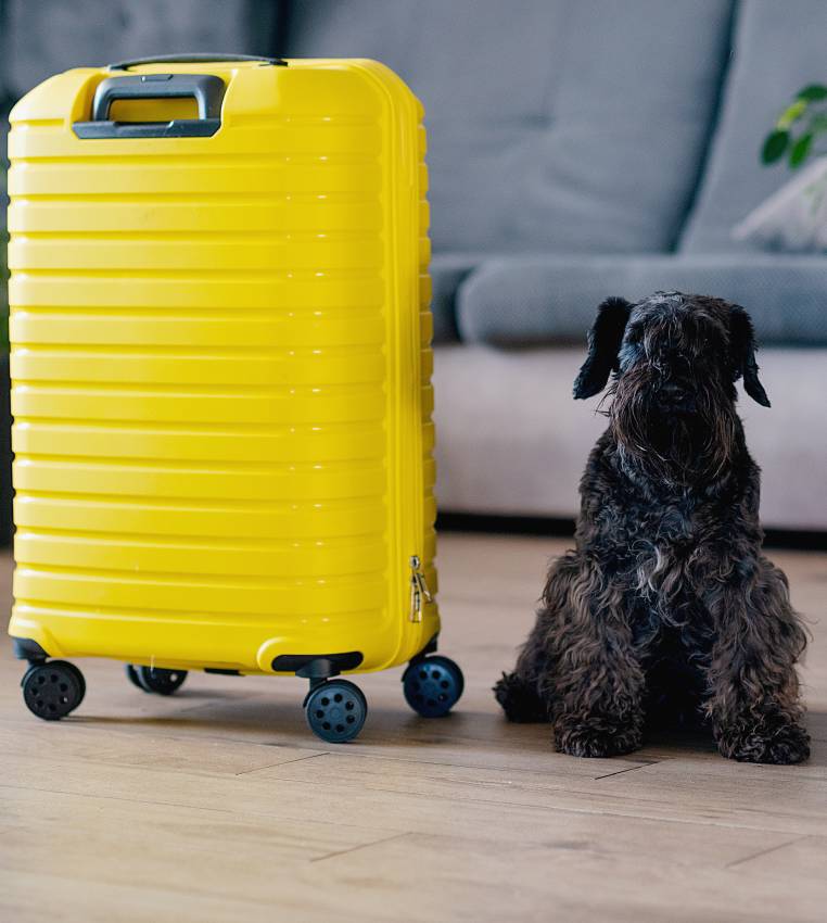 travel concept with funny dog sitting on suitcase