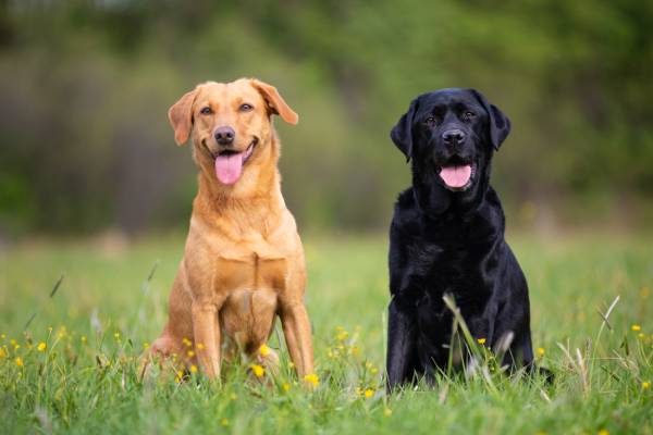 two labrador retriever dogs