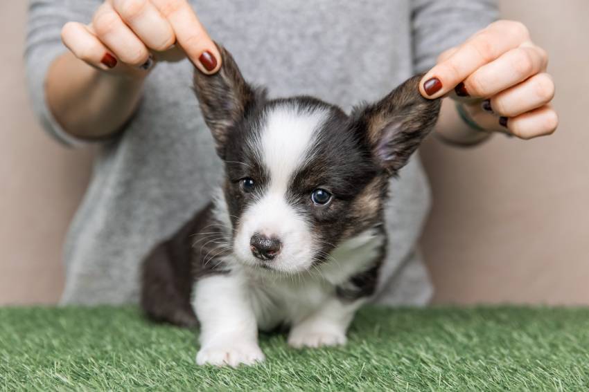 welsh corgi cardigan cute fluffy dog puppy