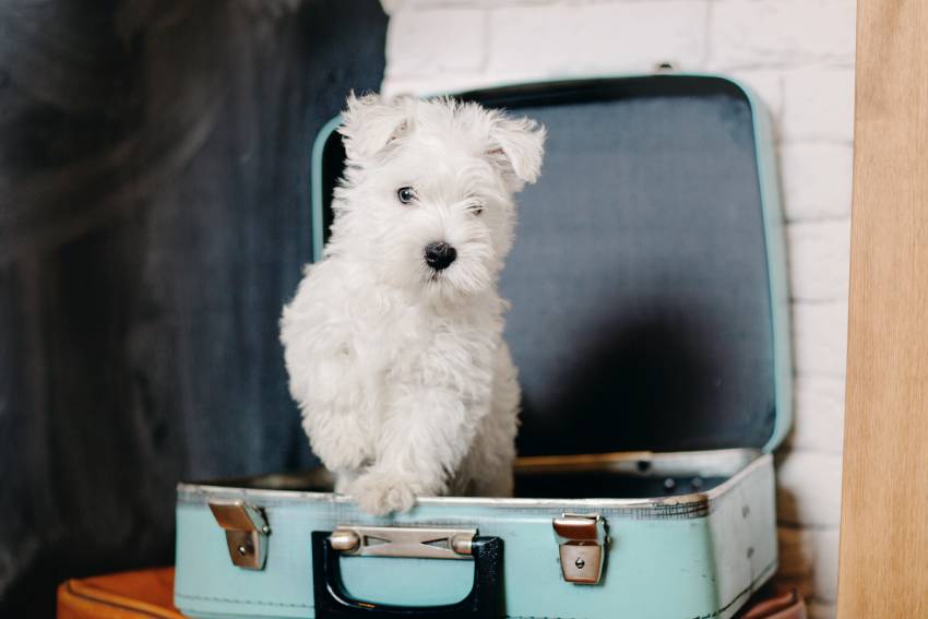 west highland white terrier puppy at home