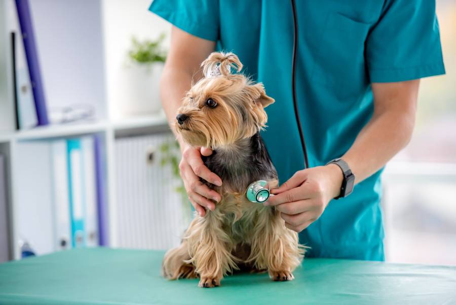 yorkshire terrier during appointment in veterinary