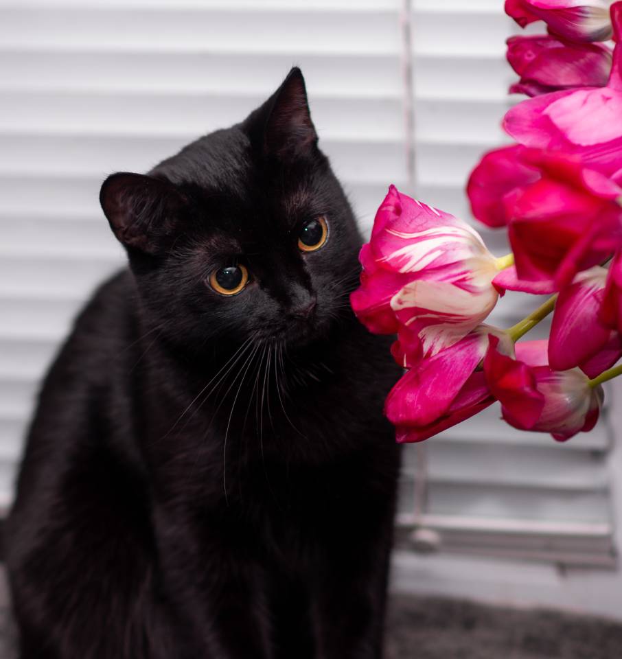 a black cat sniffs tulip flowers