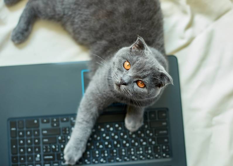 a cute gray scottish fold cat lying to a laptop