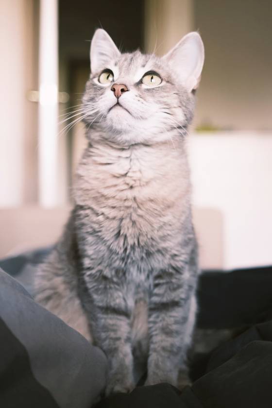 a striped gray cat with yellow eyes a domestic cat