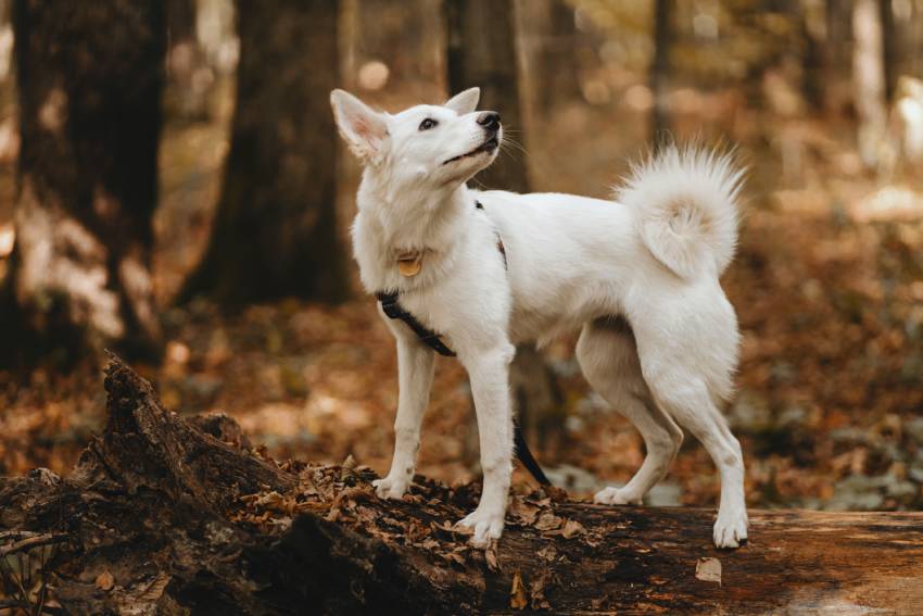 adorable white dog sitting on old tree in autumn