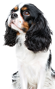 Cavalier King Charles Spaniel