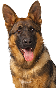 German shepherd