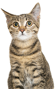 Gray tabby cat