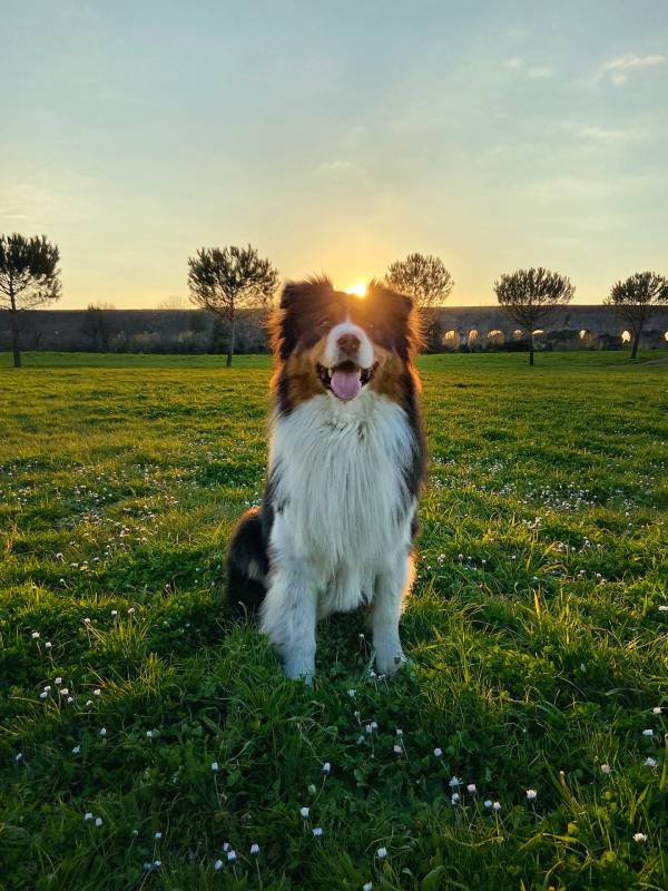 australian sheperd dog in a park at sunset