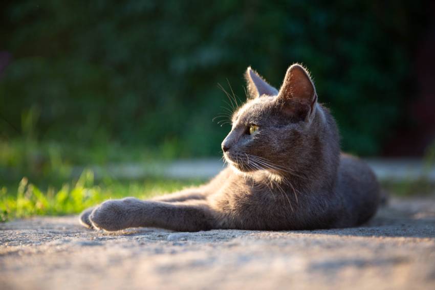 cat relaxing in the sun