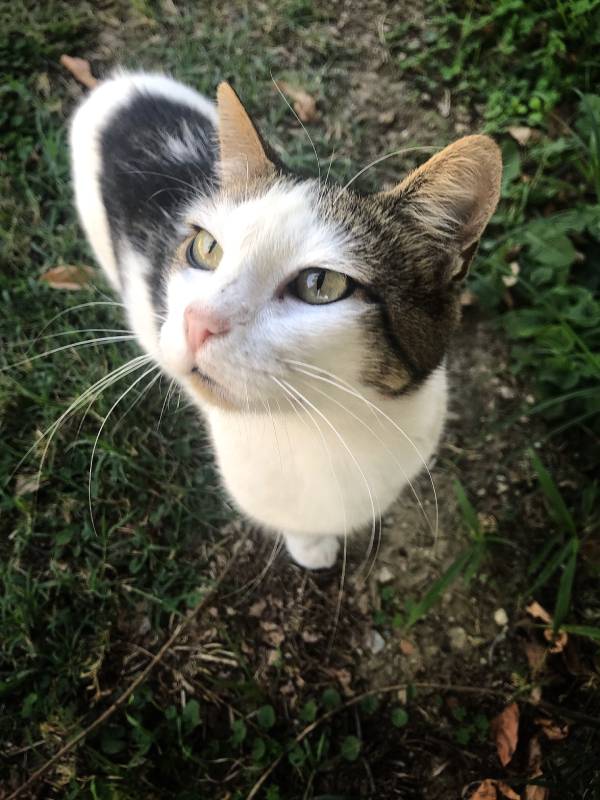 Cute cat in the outdoors