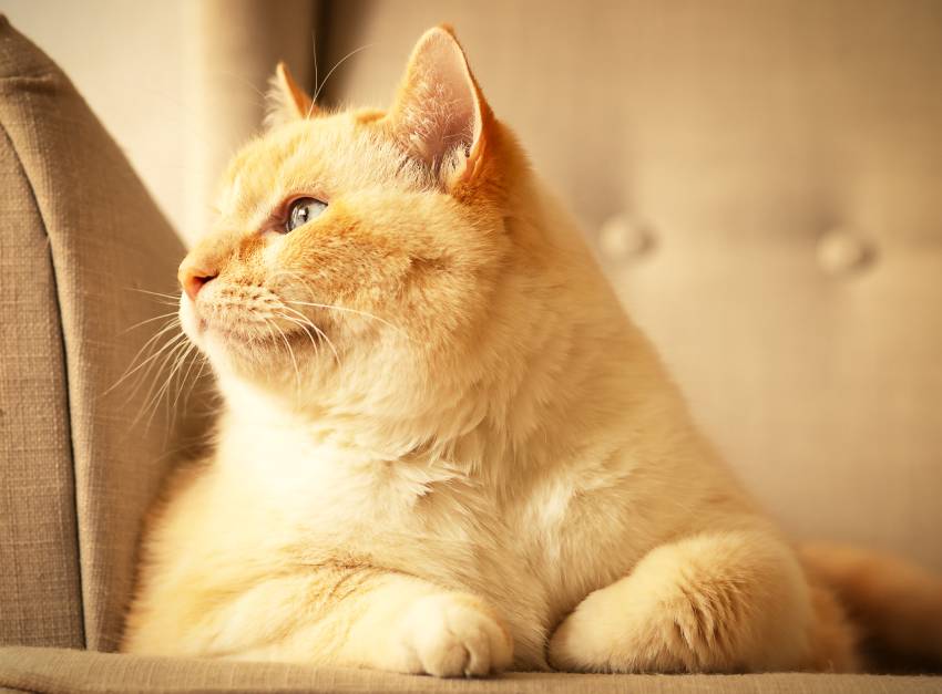 fat beautiful red and white happy cat enjoying