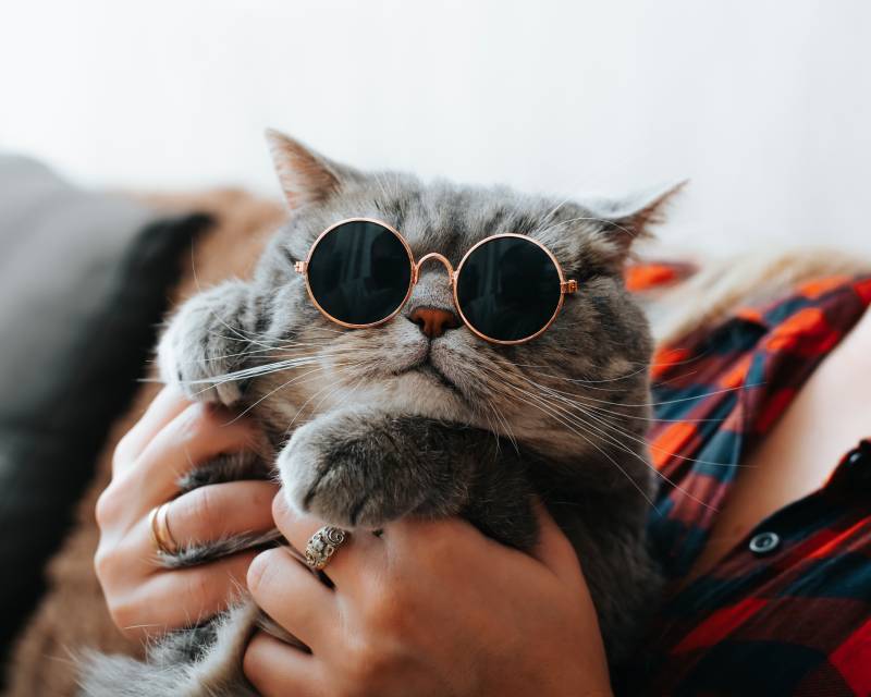 funny fat gray british cat in round sunglasses