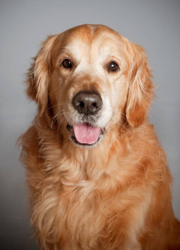 golden retriever dog portrait