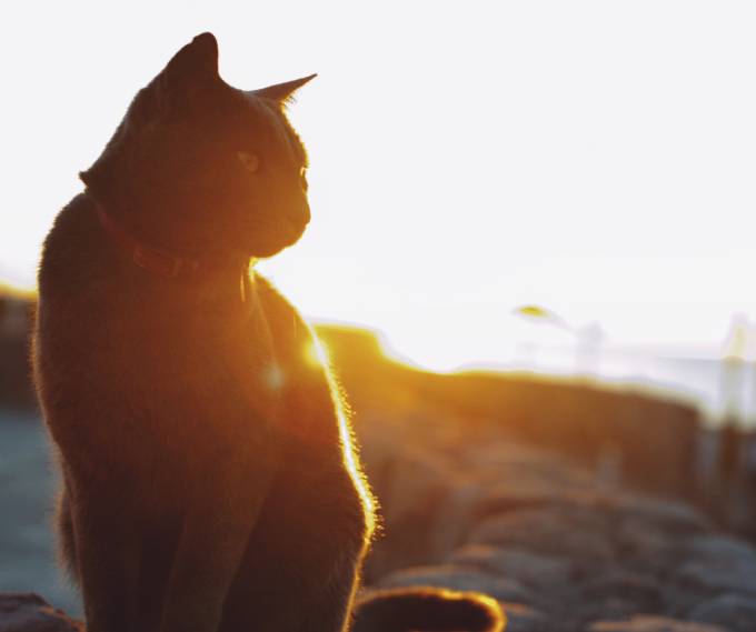 Cat at sunset